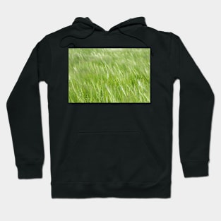 A crop of barley blowing in the breeze in a Yorkshire field Hoodie